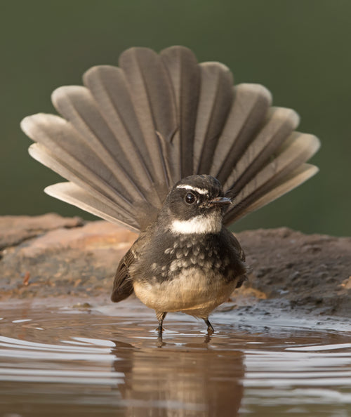 fantail bird bathing in shallow water