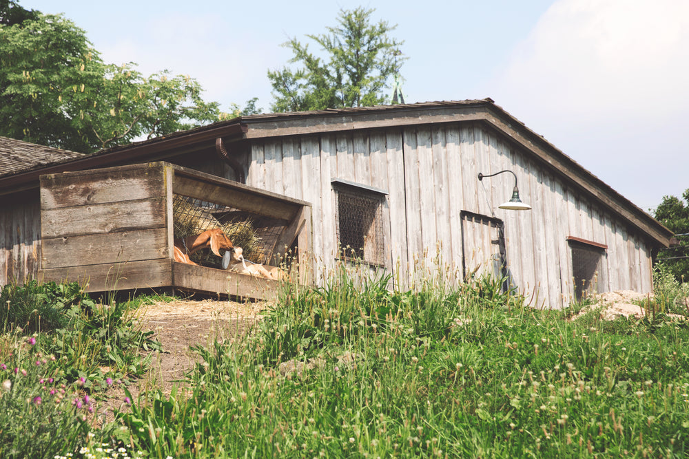 farm goats in shade