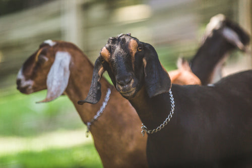 farm goats stare