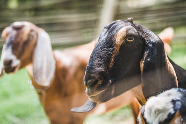 farm goats