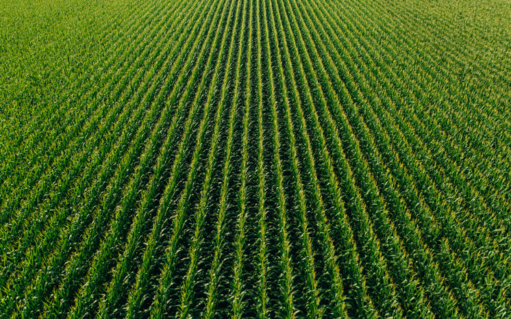 farm-rows-of-green.jpg?width=746&format=