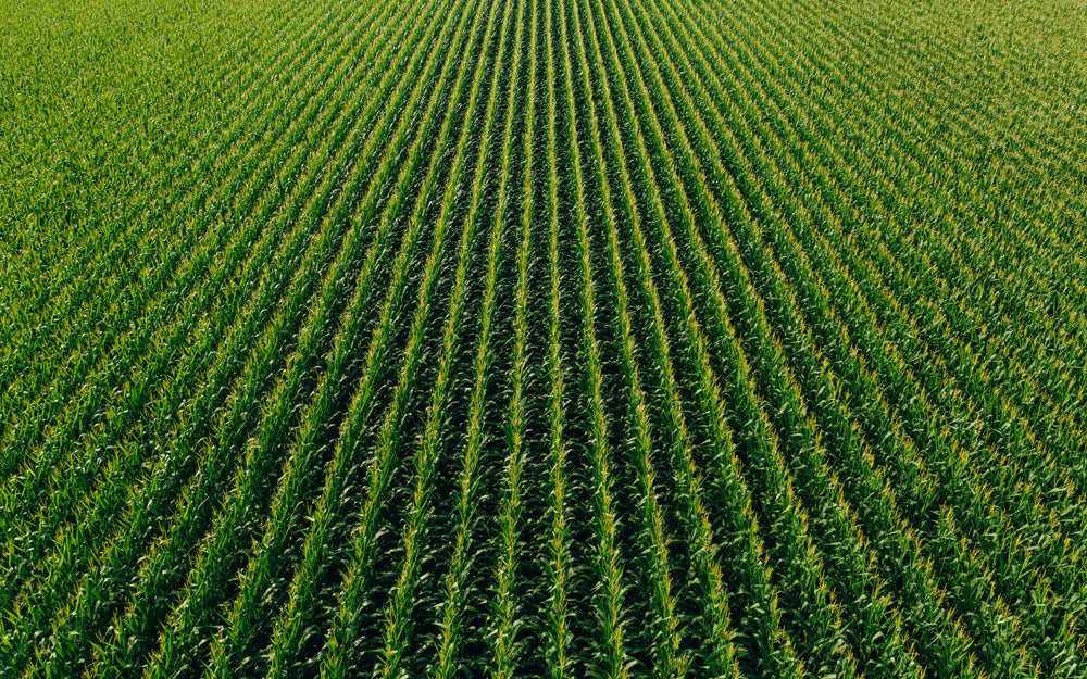 farm rows of green