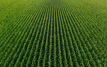 farm rows of green