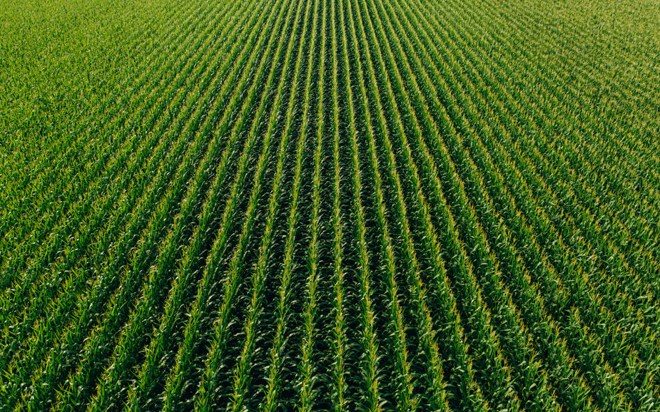 Free Stock Photo of Farm Rows Of Green — HD Images