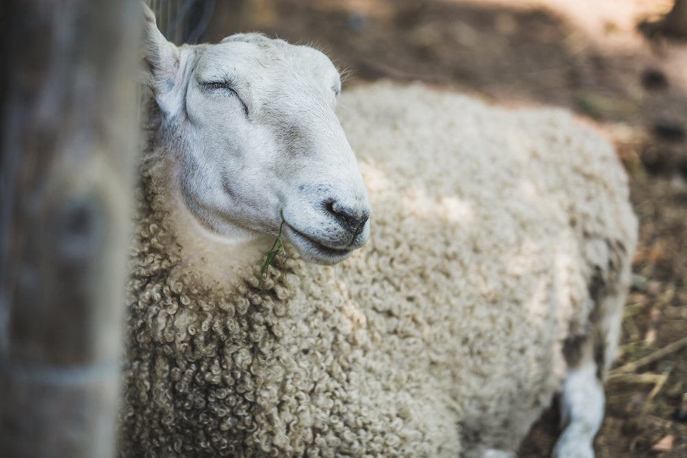 farm sheep resting