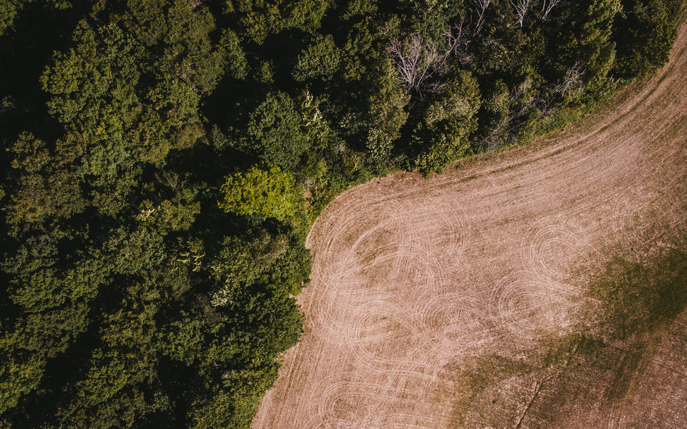 farm tracks by the forest