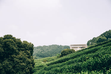 farmer fields in rural china