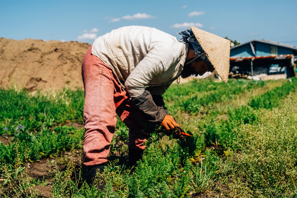 farmer leaning and tending to crops