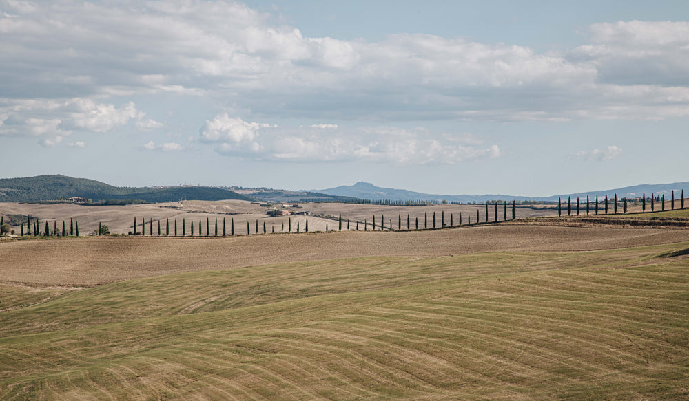 farmland landscape with pointy tall trees