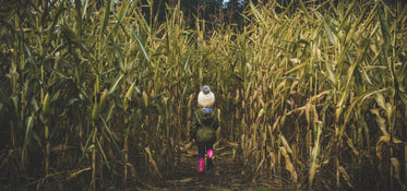 fearless child in corn field