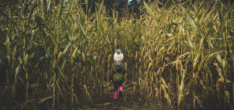 Fearless Child In Corn Field