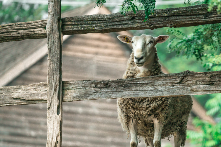 fenced-in-sheep.jpg?width=746&format=pjpg&exif=0&iptc=0