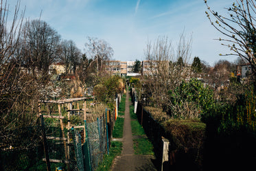 fences and bushes in narrow pathway