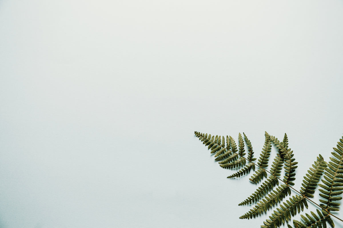 fern branch on white background
