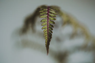 fern leaf closeup