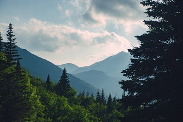 fern trees in sunlight frame distant mountains