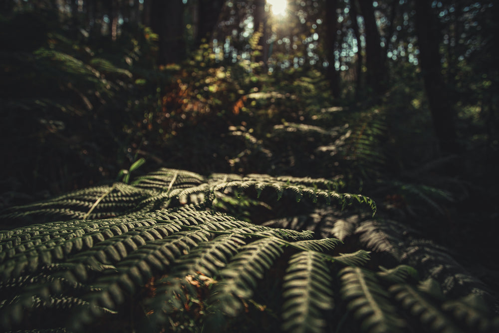 ferns are lit by the setting sun