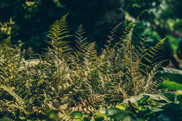 ferns reach for sun