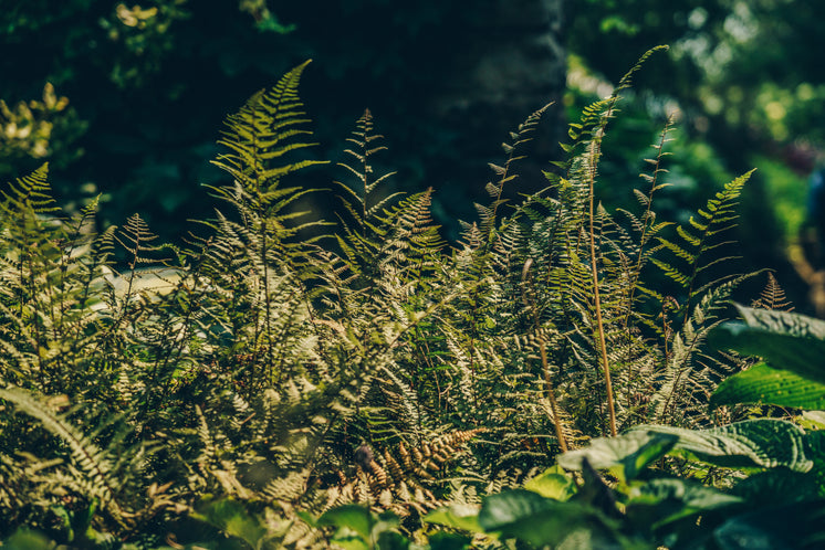 蕨類(lèi)植物向陽(yáng)