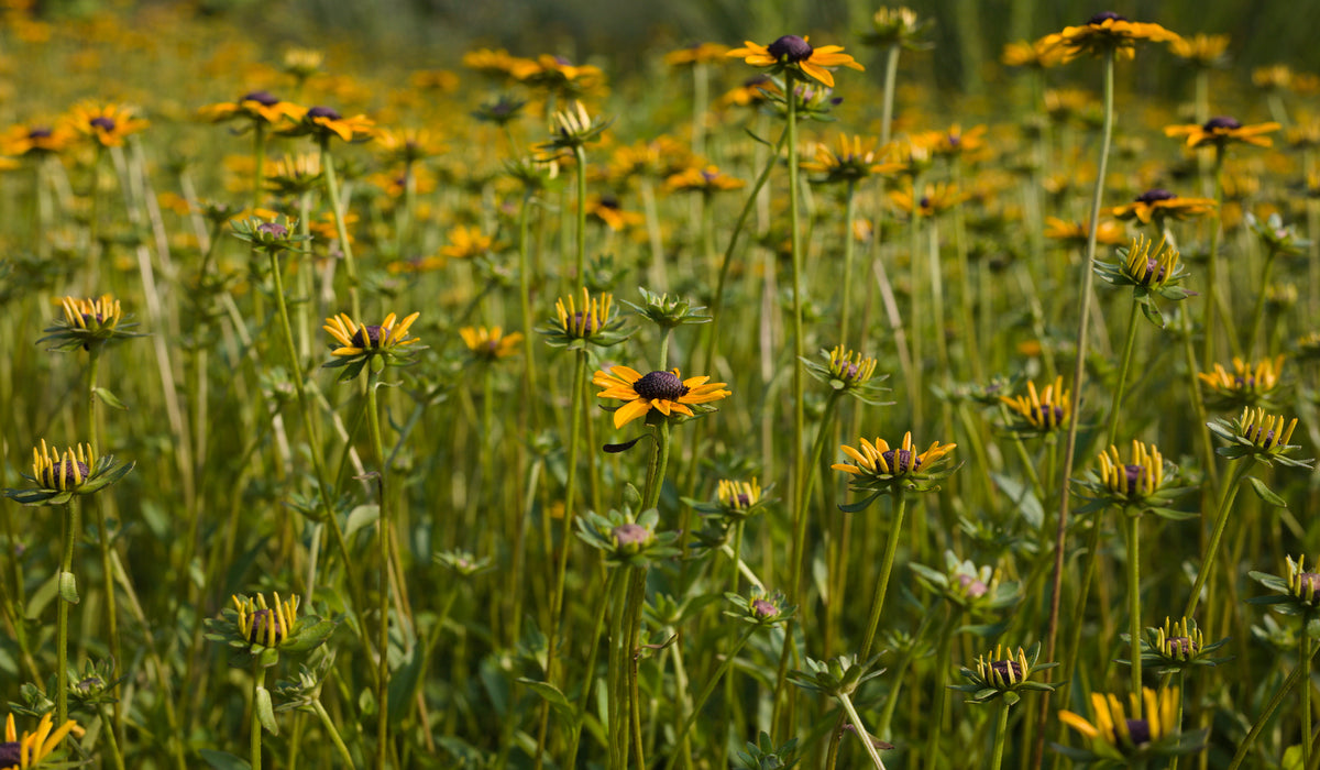 field filled with yellow wildflowers with long green stems