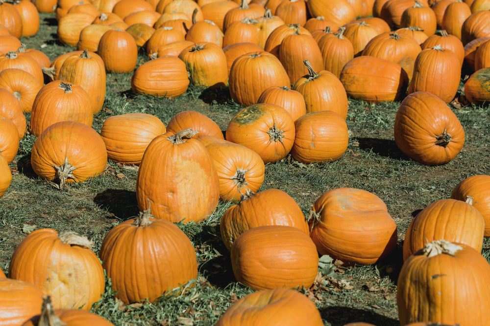 field full of pumpkins