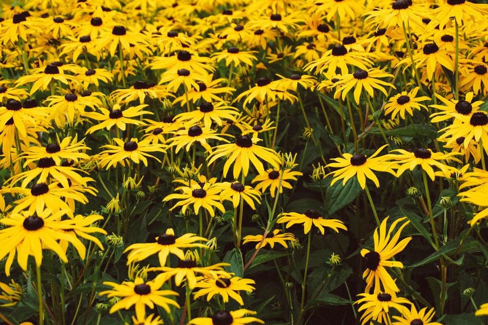 field of daisies