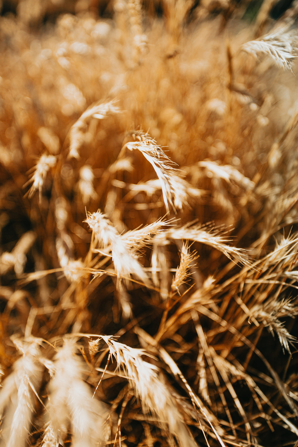 field of golden wheat