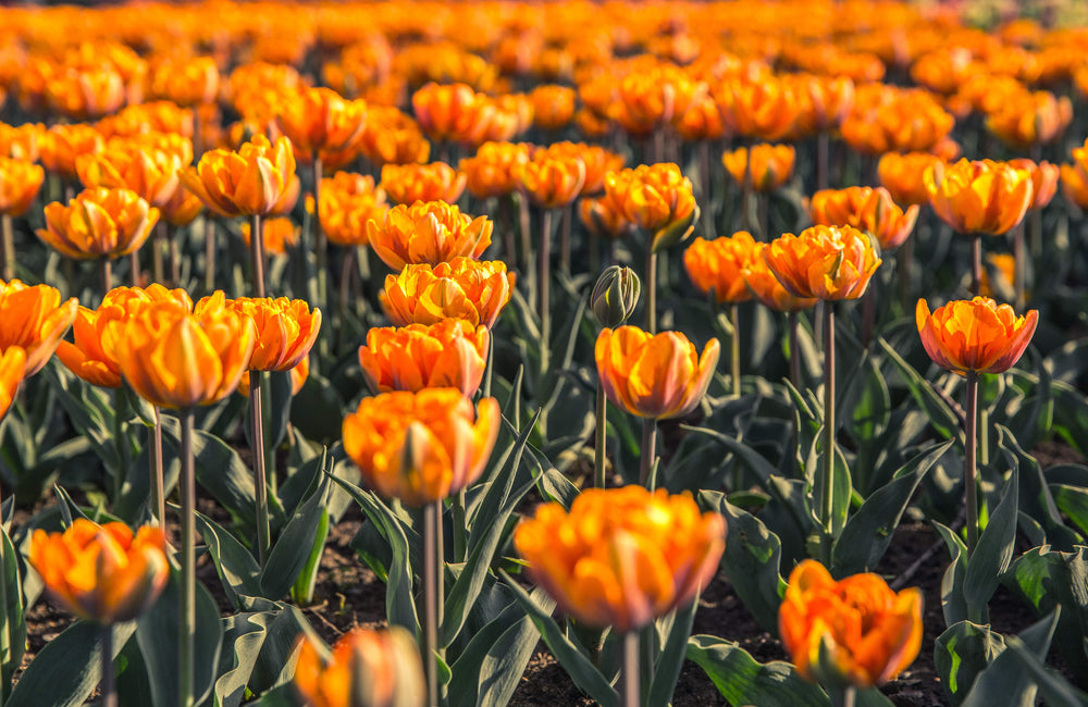 field of orange flowers