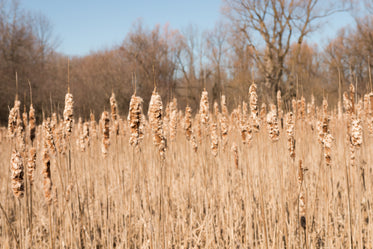 field of poaceae beneath blue sky