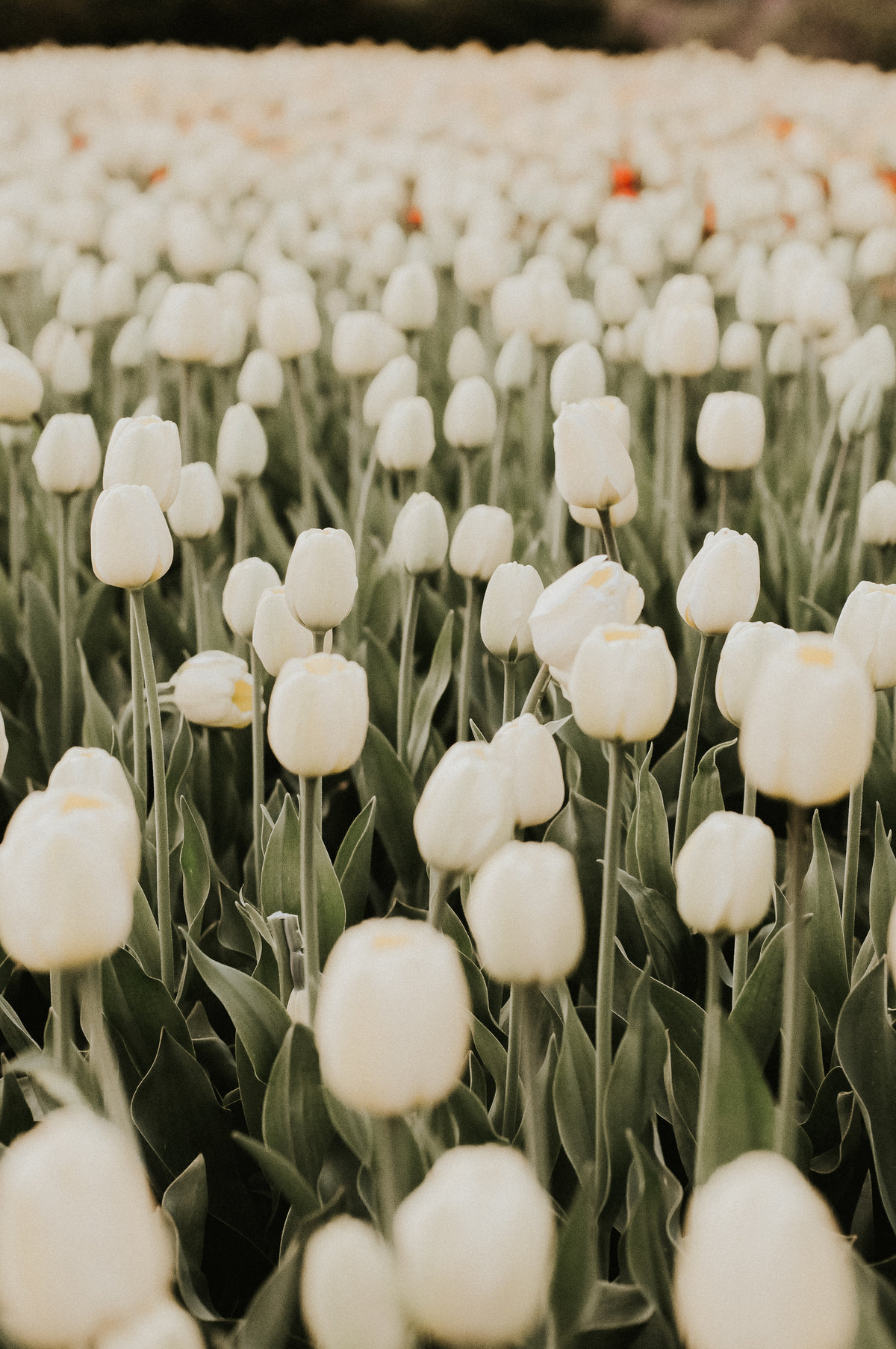field of white tulip flowers