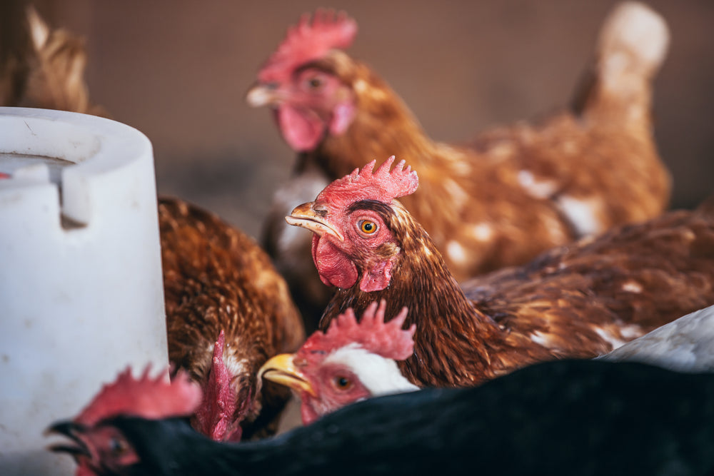 fierce chicken gazes at camera