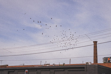film grain and flock of birds