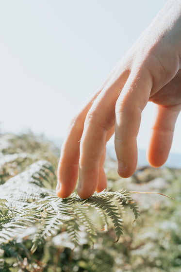 fingers lightly touch green leaves of a fern