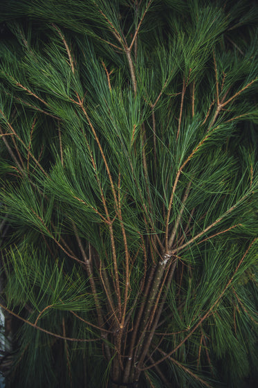 fir tree close up