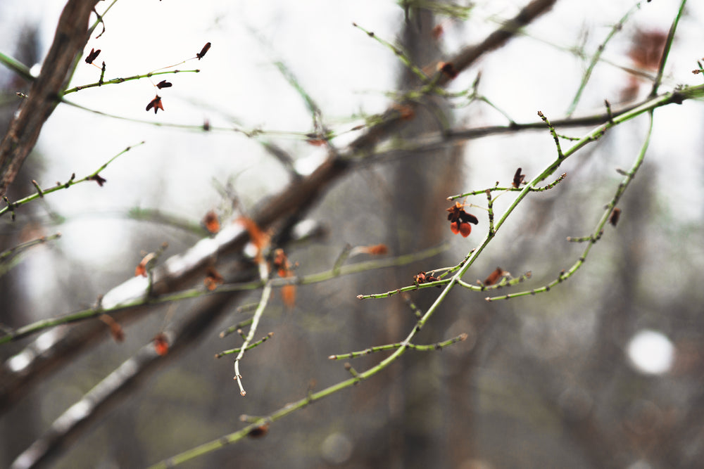 first sign of new growth