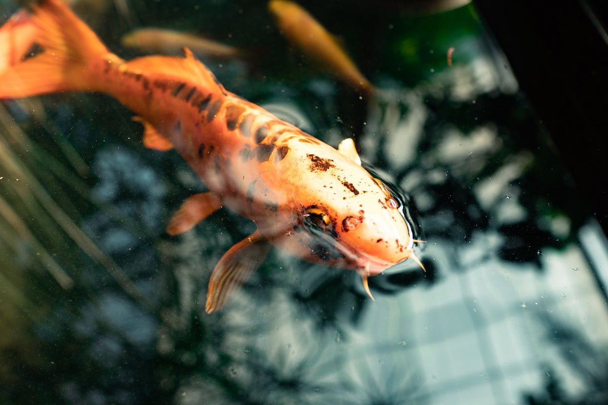 fish in a pond with skylight reflection