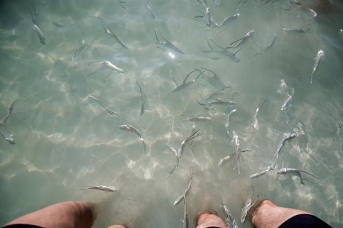 fish in water by legs