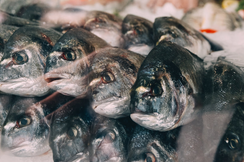Guarantee Your Aquaculture Profits with Fish Farmer Insurance" - Aquaculturist Fish Farmer Income Protection Insurance
