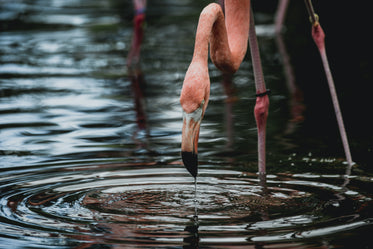 flamingo drinking water