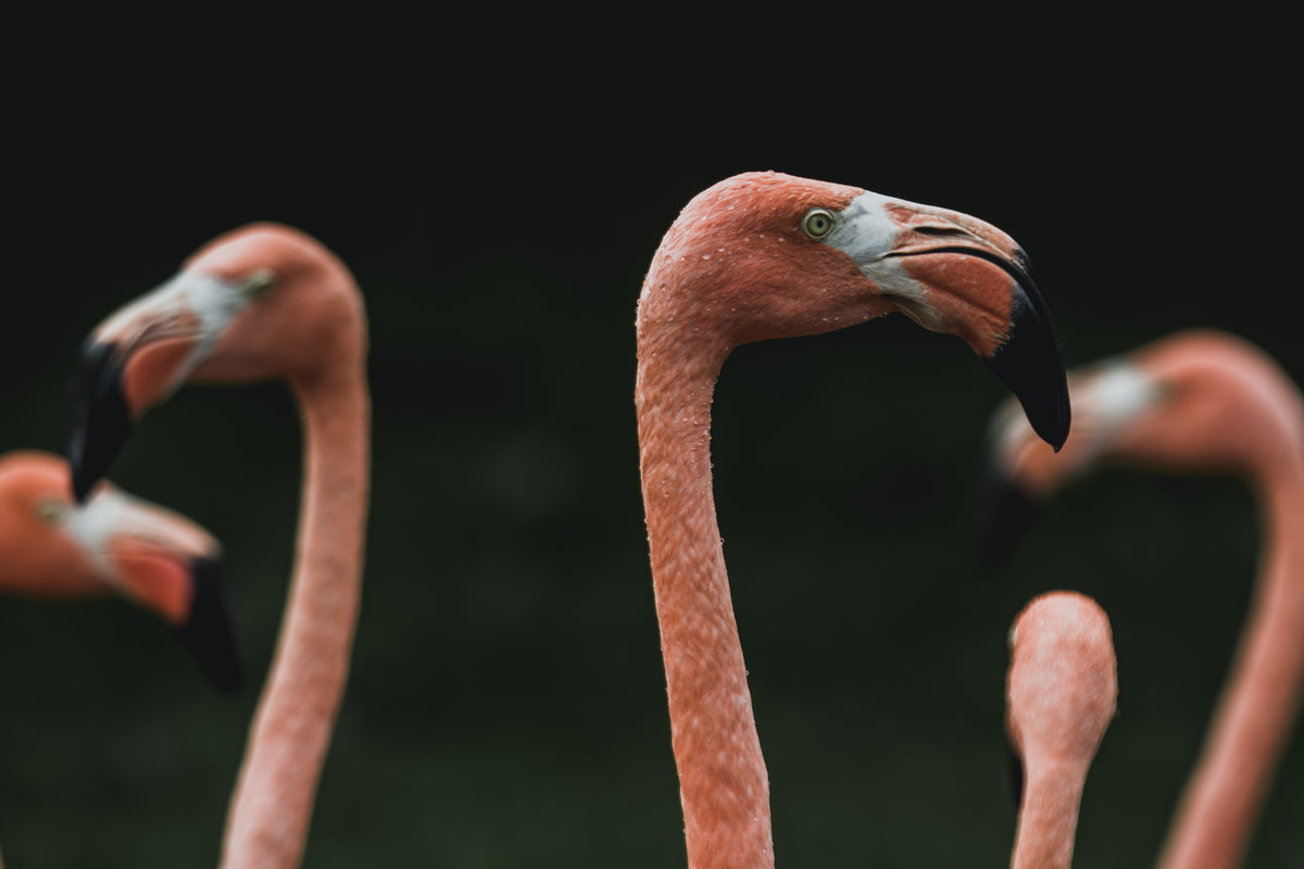 flamingo faces