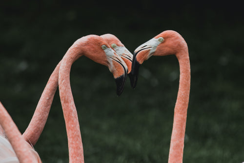 flamingo gossip corner
