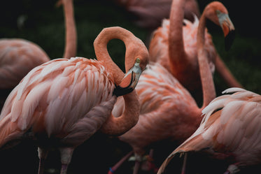 flamingo scratching