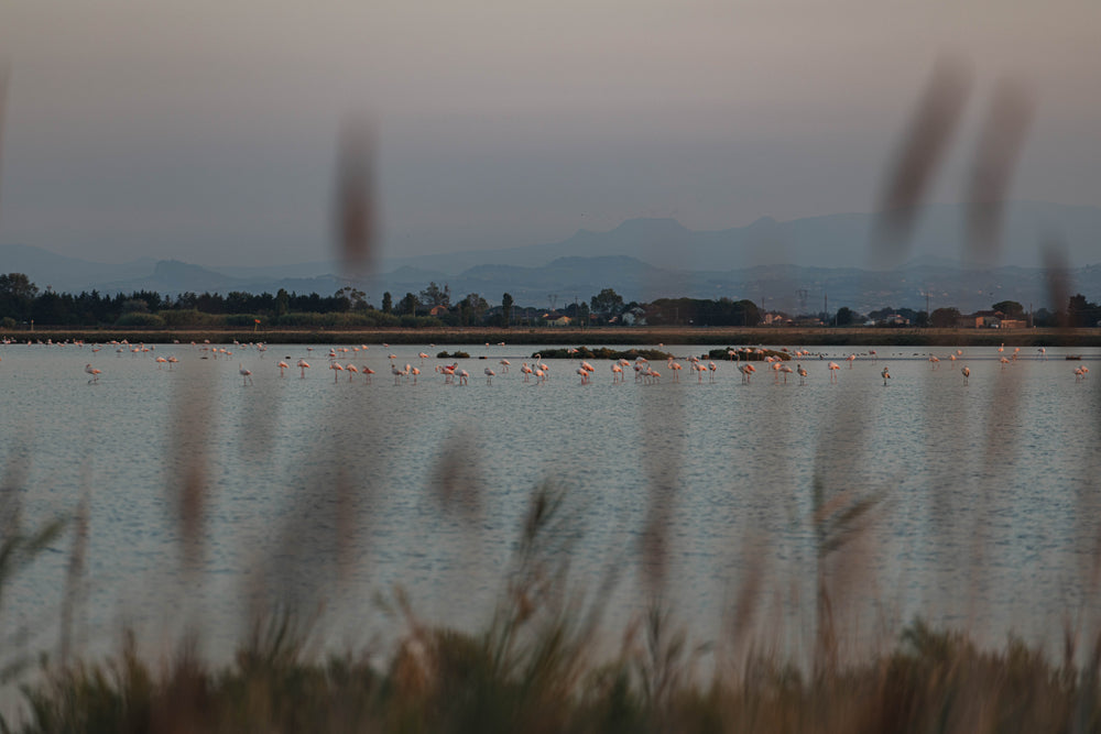 flamingos standing in water with mountains in distance