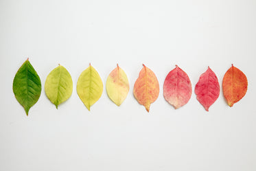 flat lay of autumn leaves changing color