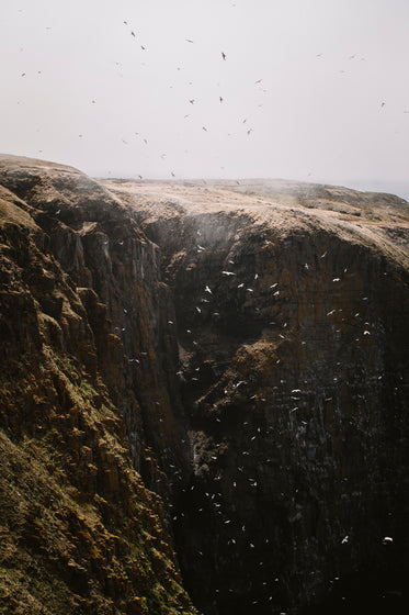 flock of birds erupting over cliffside