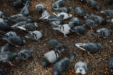 flock of pigeons feeding