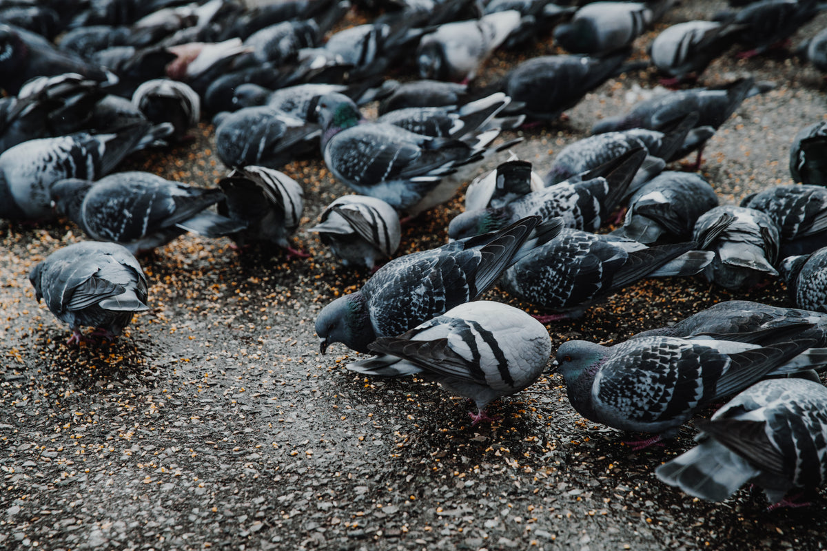 flock of pigeons on wet concrete