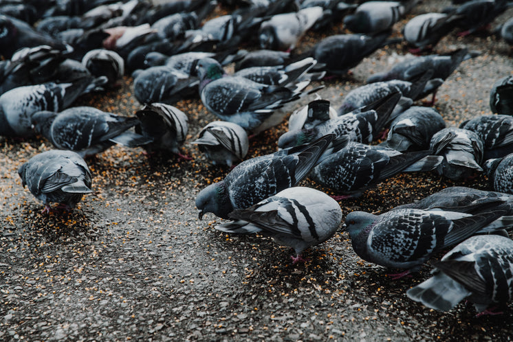 flock-of-pigeons-on-wet-concrete.jpg?width=746&format=pjpg&exif=0&iptc=0