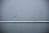 flock of seagulls on winter water