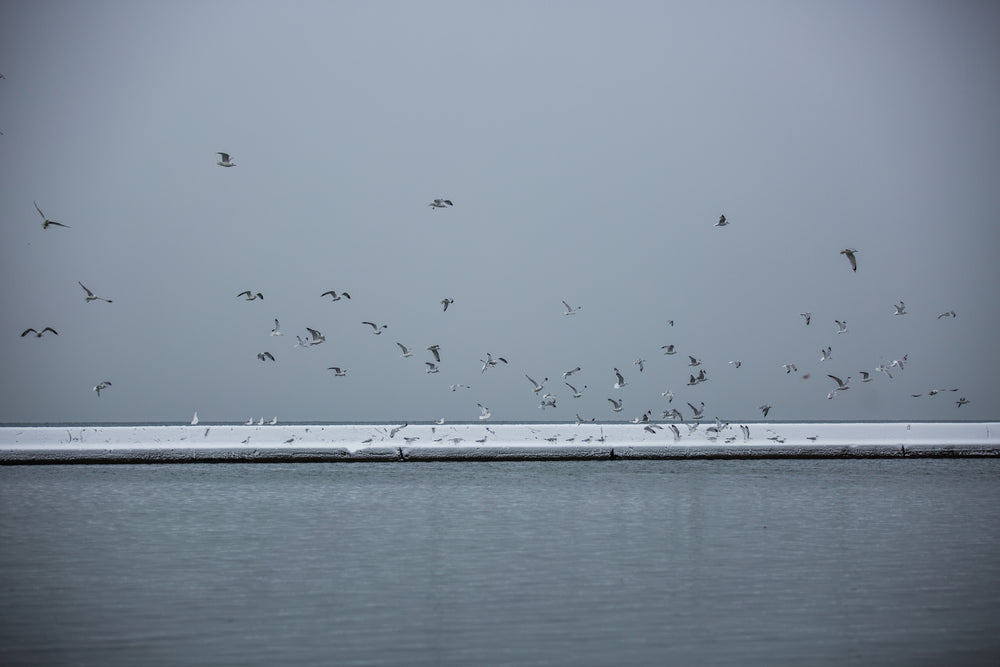 flock of seagulls on winter water